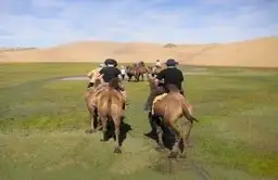 Caravane de chameaux de Bactriane traversant une steppe verdoyante en Mongolie
