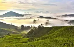 Voyage en Malaisie : lever de soleil sur les plantations de thé verdoyantes des Cameron Highlands.