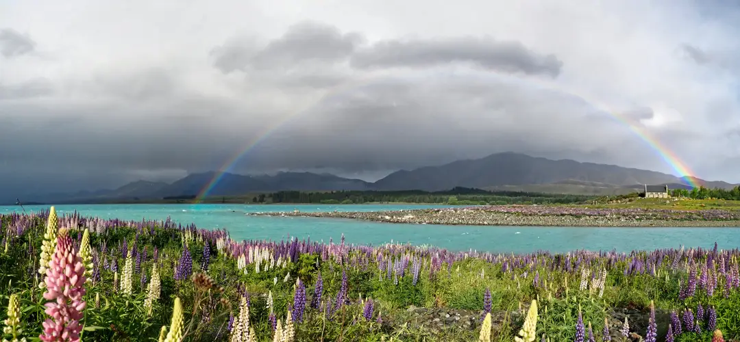 Arc-en-ciel survolant les lupins en fleurs au bord du lac Tekapo