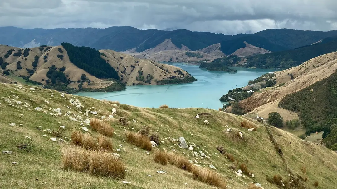 Moutons paissant sur des collines verdoyantes surplombant les Marlborough Sounds