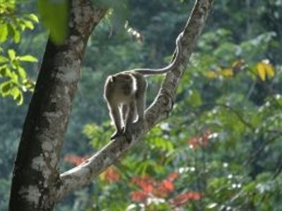 10 bonnes raison de visiter Sumatra