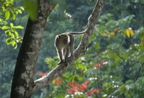 10-bonnes-raisons-partir-sumatra