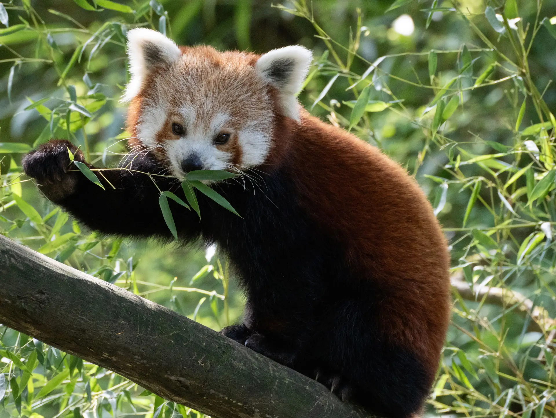 La faune et la flore en Chine