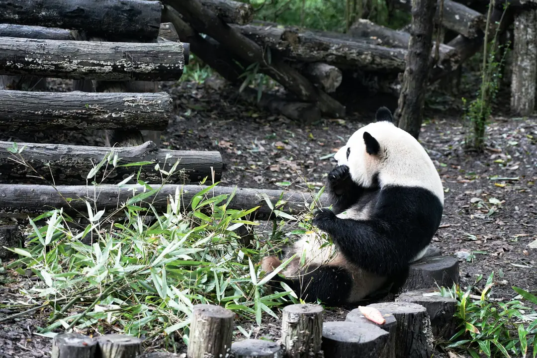 guide-chine-faune-flore-shanti-travel.jpg