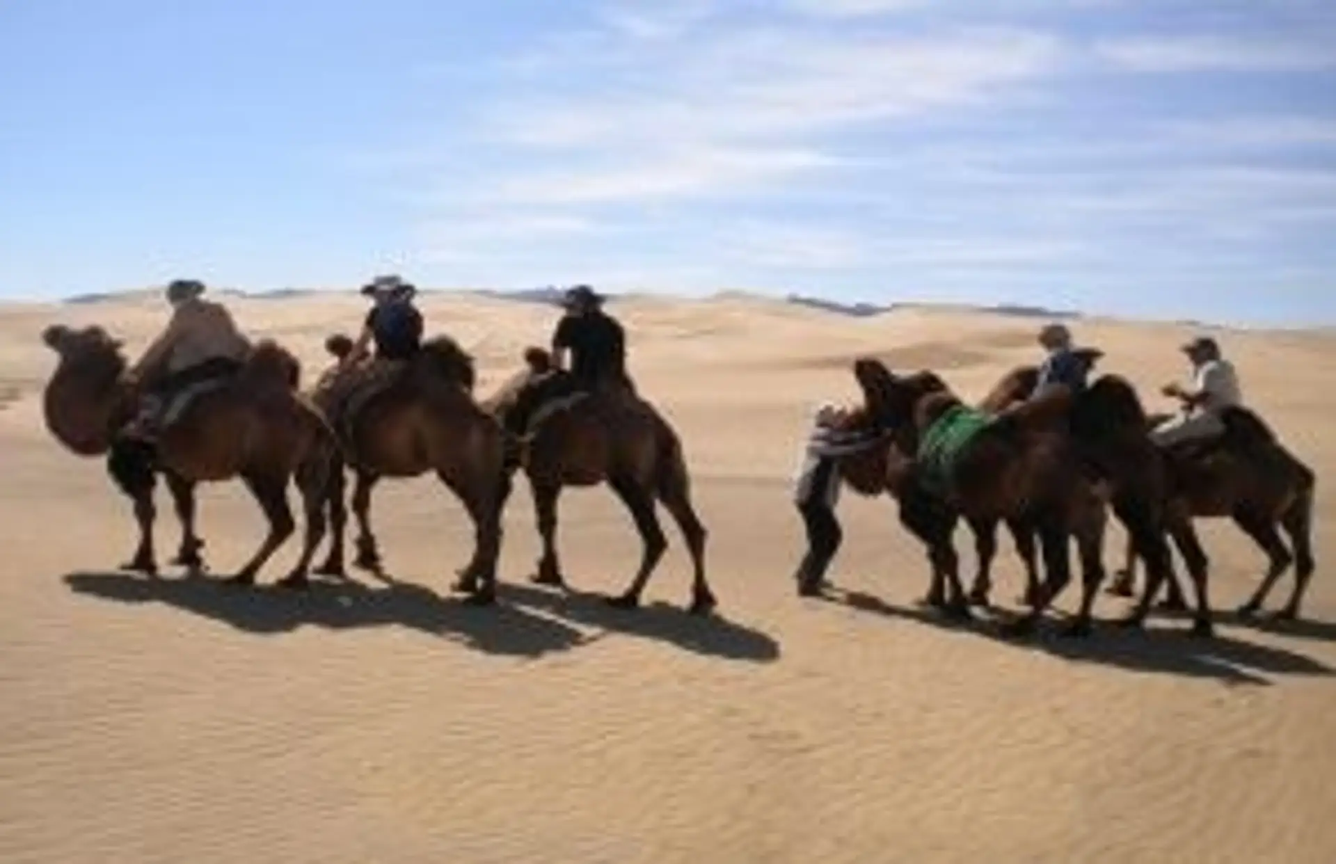 Caravane de chameaux de Bactriane traversant les dunes de sable du désert de Gobi en Mongolie
