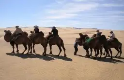 Caravane de chameaux de Bactriane traversant les dunes de sable du désert de Gobi en Mongolie