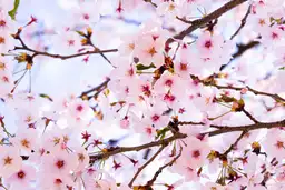 Faune et flore de la Corée du Sud – Branches de cerisiers en fleurs roses au printemps.
