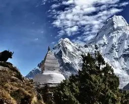 flora-fauna-nepal