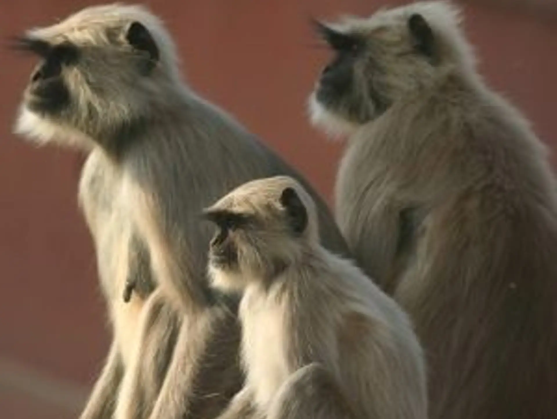 Die indische Tierwelt und ihre Safaris