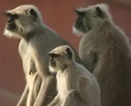 tierwelt-in-indien-bei-einer-safari