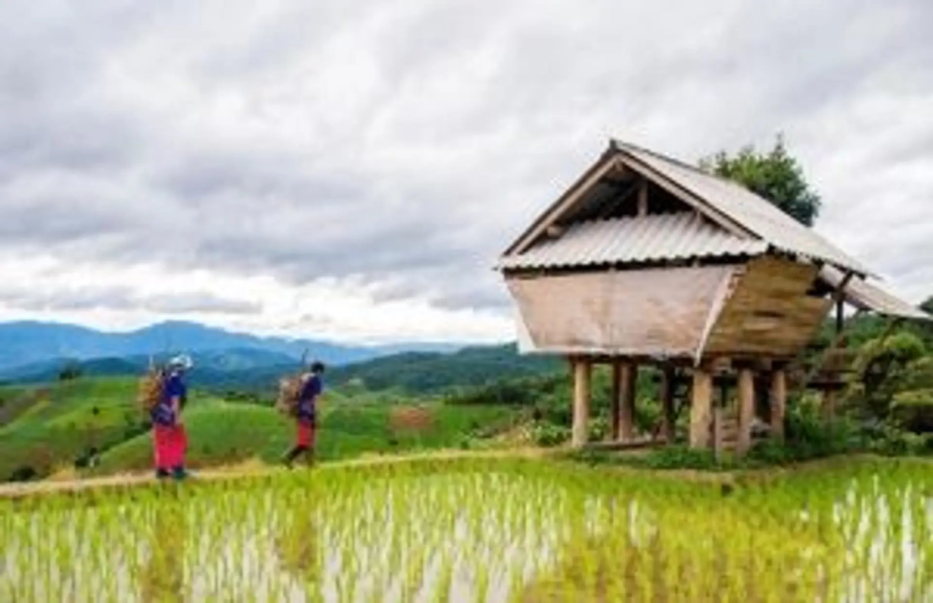 Travel in Asia - A small wooden hut elevated on stilts above a rice paddy in Vietnam