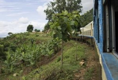 Travel in Asia - View of greenery out of a train window from a scenic train in Myanmar.