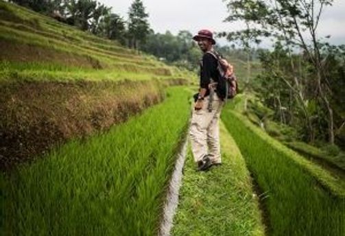 Travel in Asia - A man walking through the Tegallalang Rice Terraces in Bali