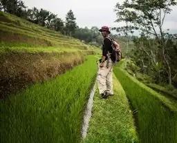 Travel in Asia - A man walking through the Tegallalang Rice Terraces in Bali