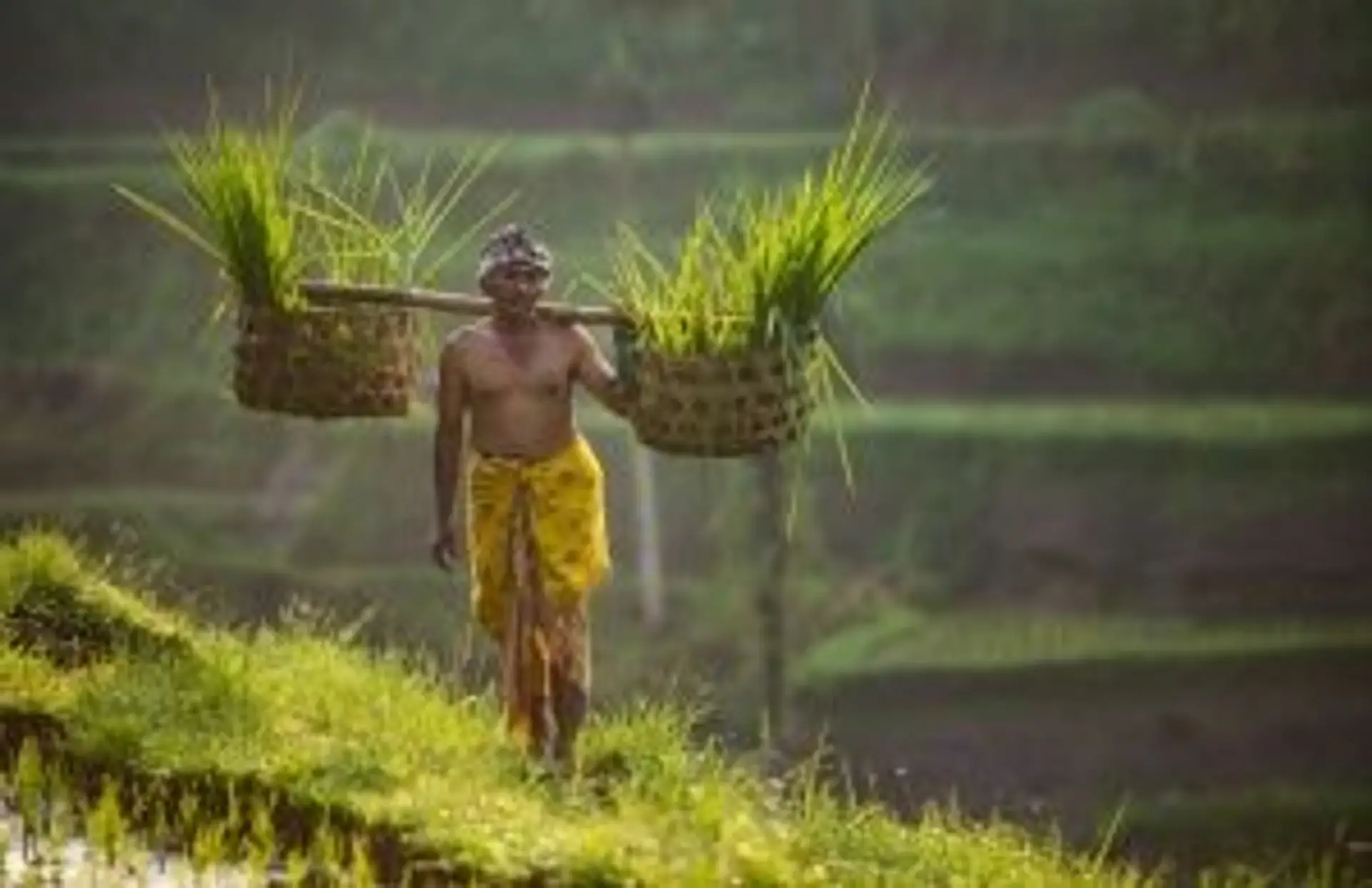 Travel in Asia - A man carrying freshly harvested rice amongst rice paddies in Indonesia