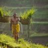 Travel in Asia - A man carrying freshly harvested rice amongst rice paddies in Indonesia
