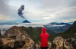 Orang-outan sauvage dans la canopée de la forêt tropicale humide au nord de Sumatra en Indonésie.