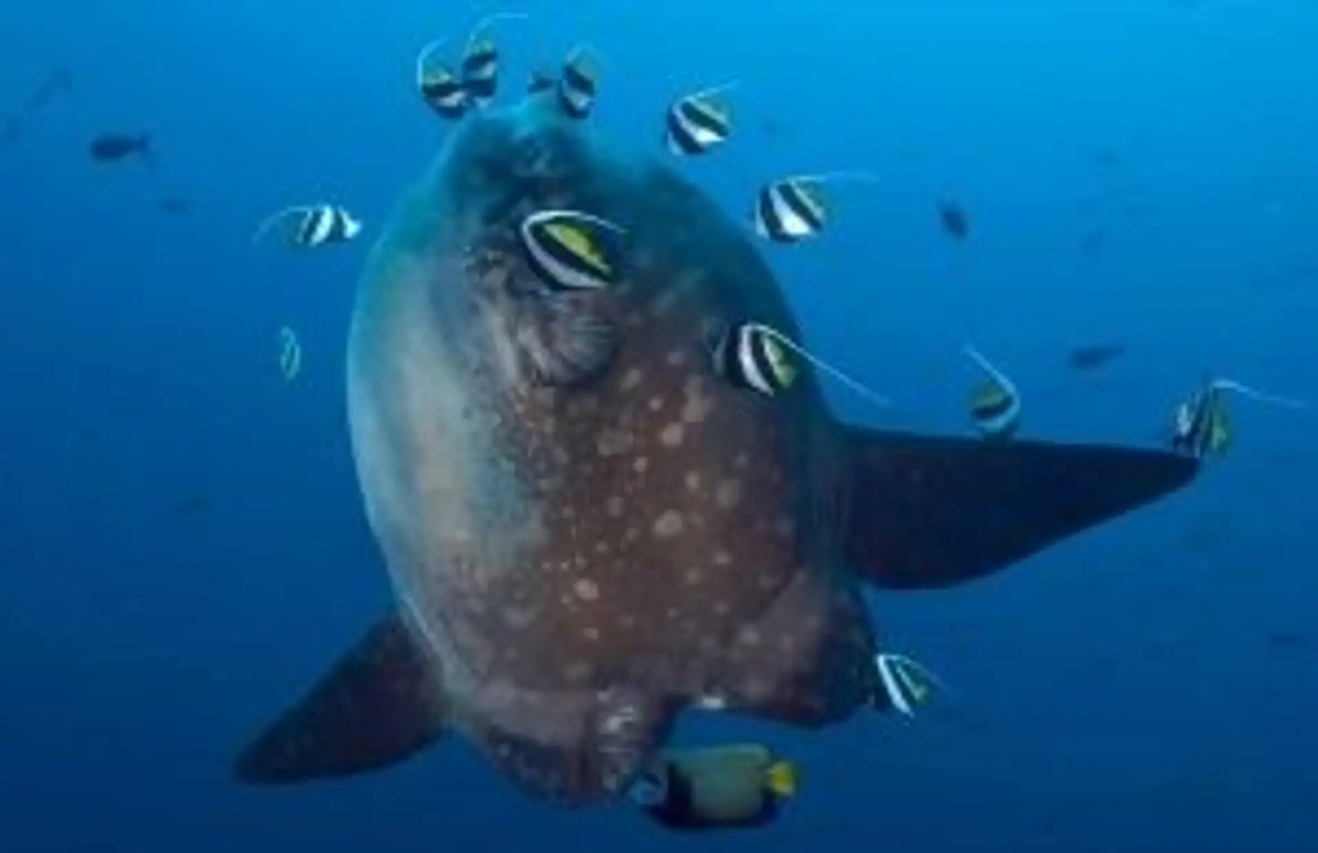 Poisson-Lune (Mola Mola) entouré de poissons cochers lors d'une plongée à Bali