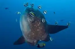 Poisson-Lune (Mola Mola) entouré de poissons cochers lors d'une plongée à Bali