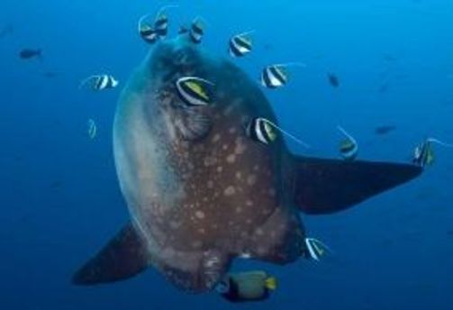 Voyage en Asie — Poisson-Lune (Mola Mola) à Bali : entouré de petits poissons-anges dans l'eau profonde et mystérieuse.