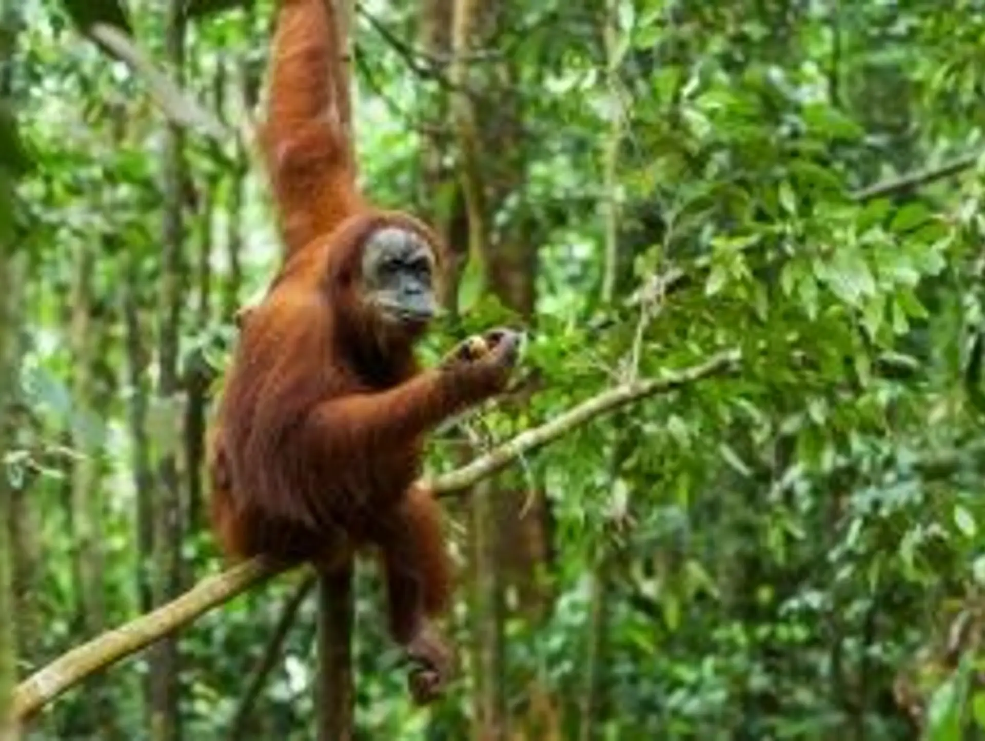 Les animaux à Sumatra