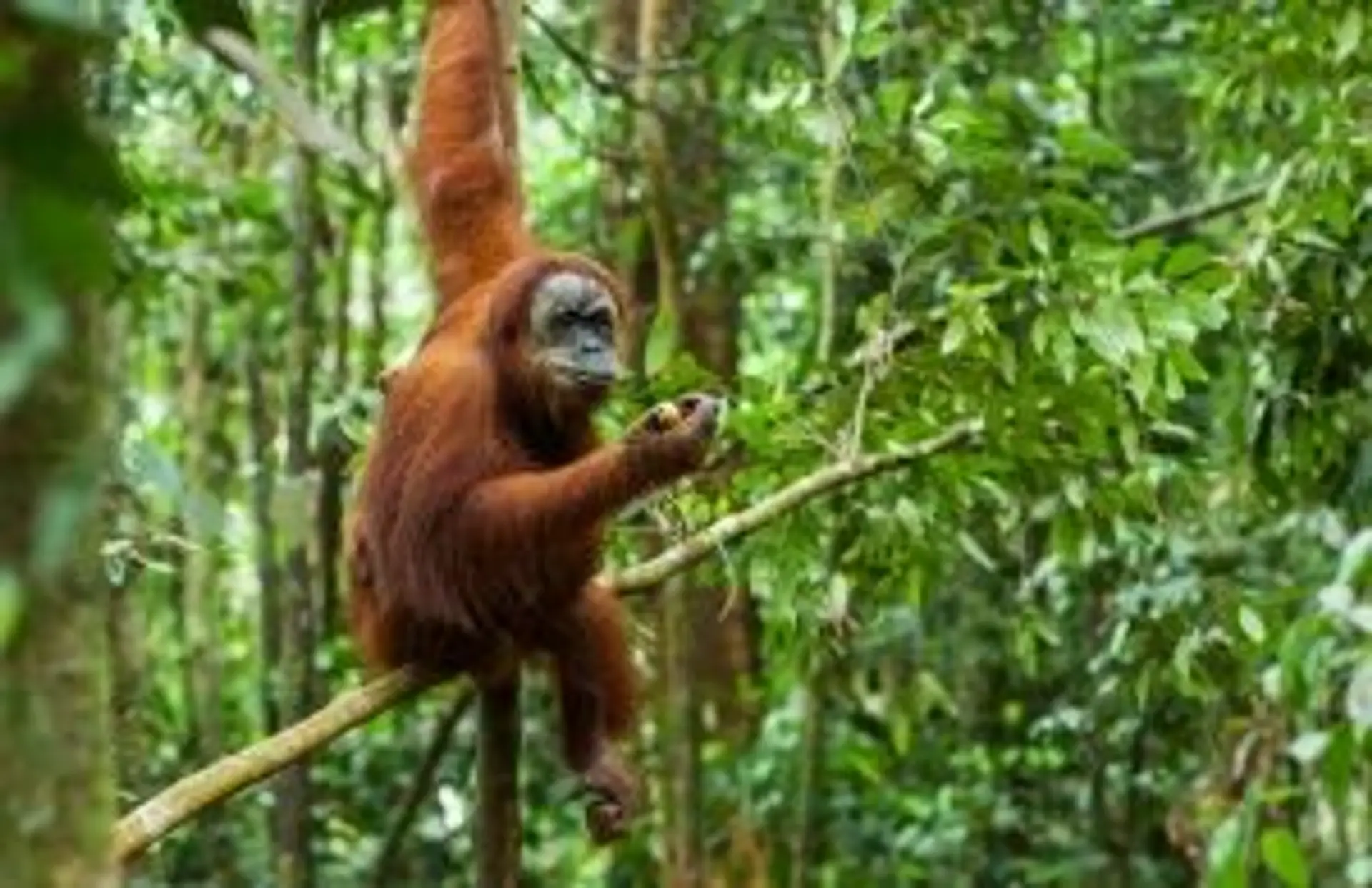 Un orang-outan sauvage observé dans la canopée dense de la jungle de Sumatra en Indonésie.