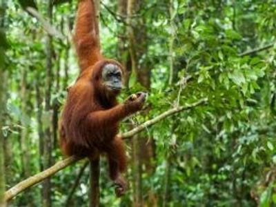 Les animaux à Sumatra