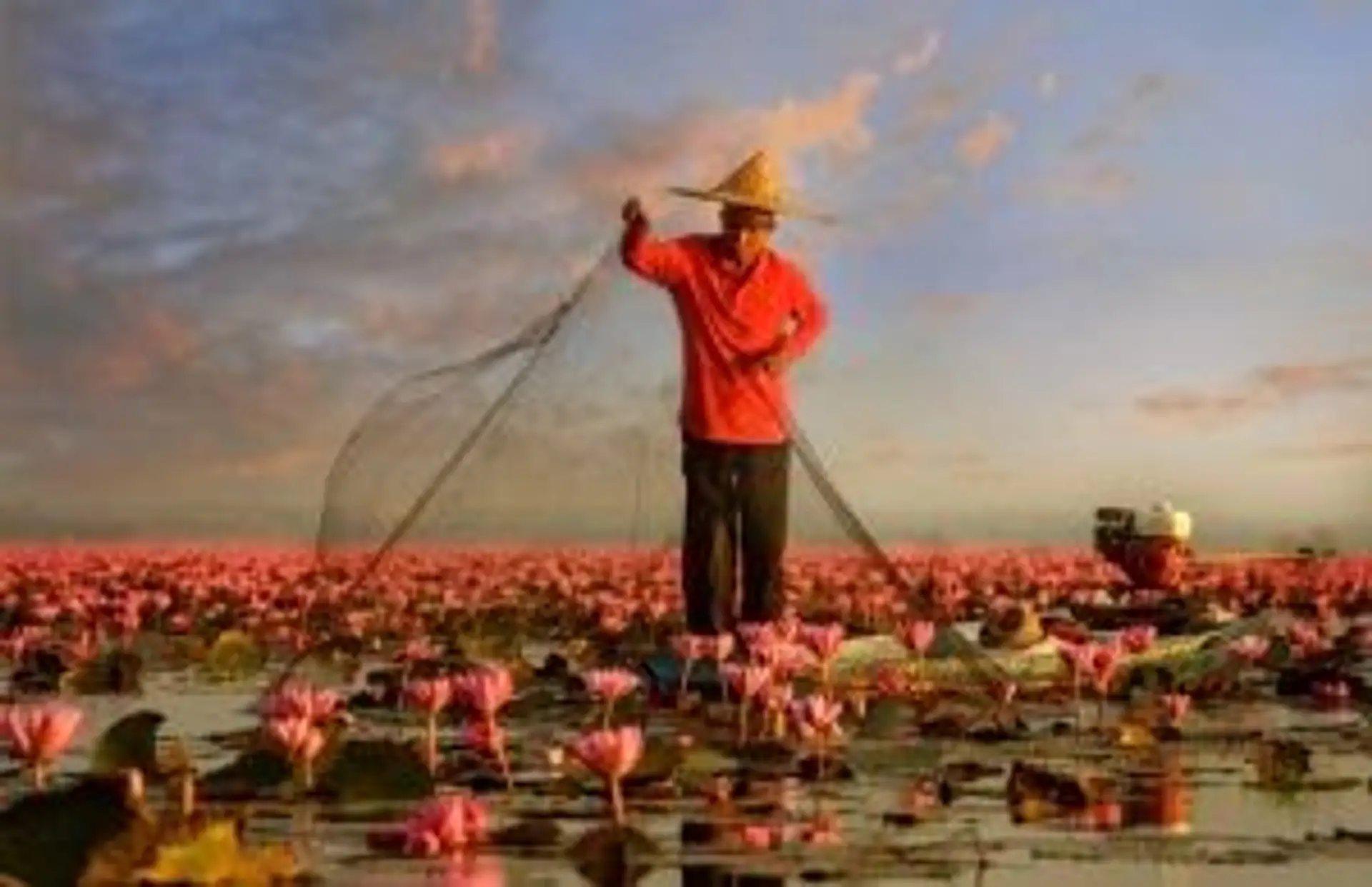 : Pêcheur laotien jetant son épervier sur une barque au milieu d'un lac couvert de fleurs de lotus roses au Laos.