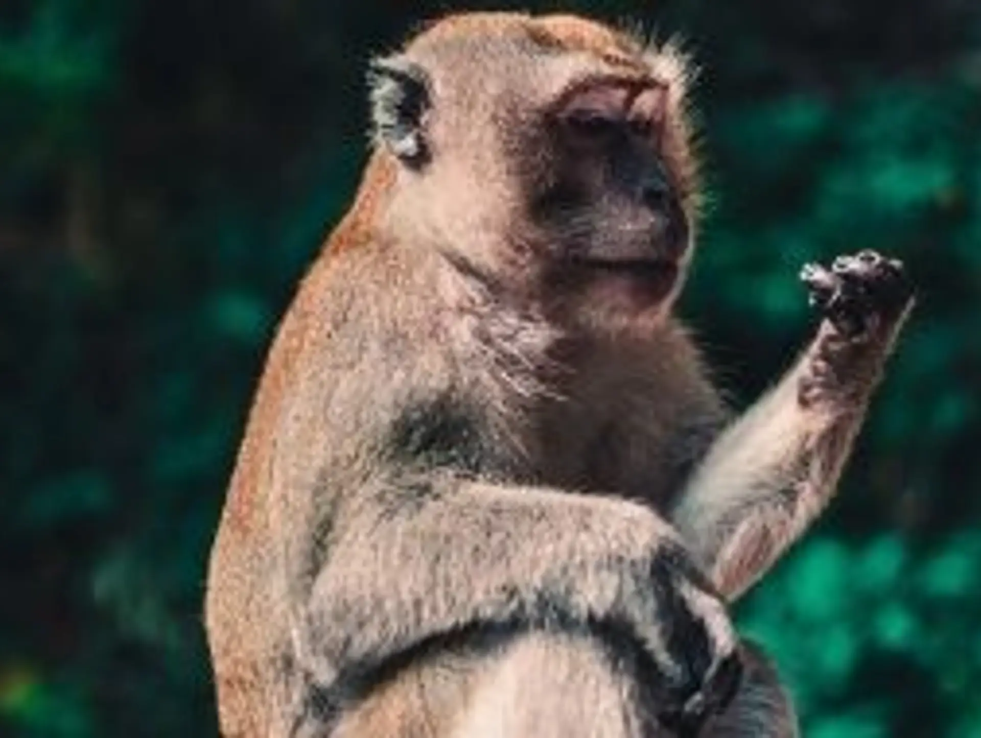 Les animaux de Malaisie