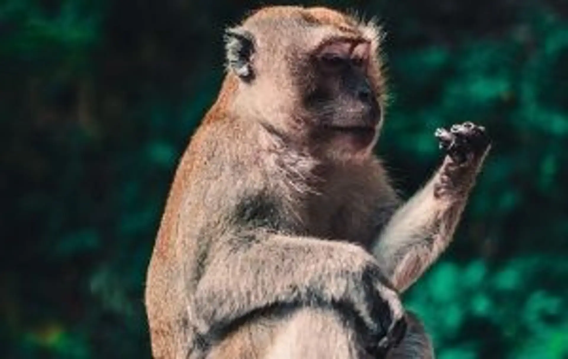 Voyage en Malaisie — Portrait d'un singe macaque dans la jungle tropicale luxuriante.