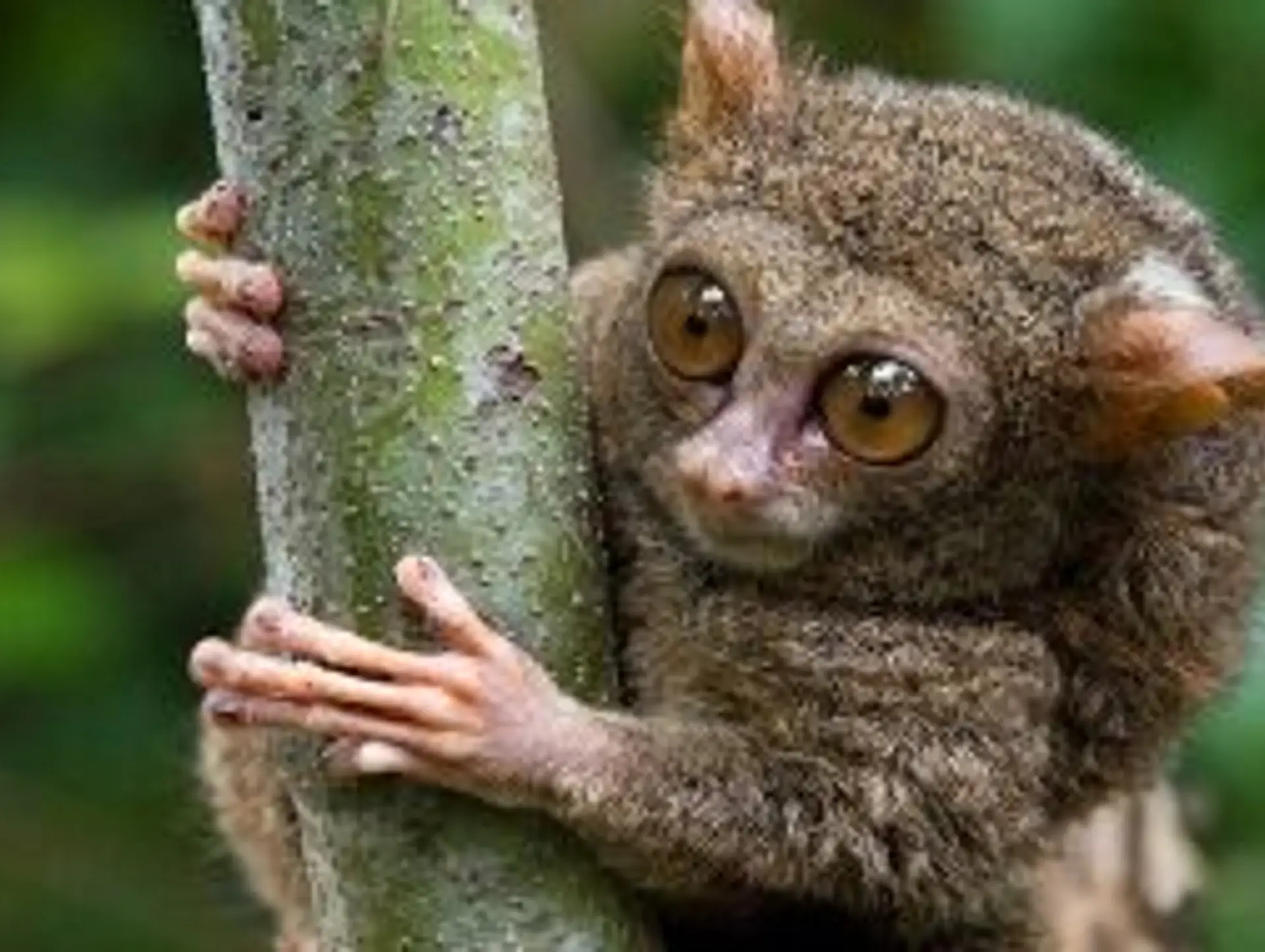 Les animaux de Sulawesi