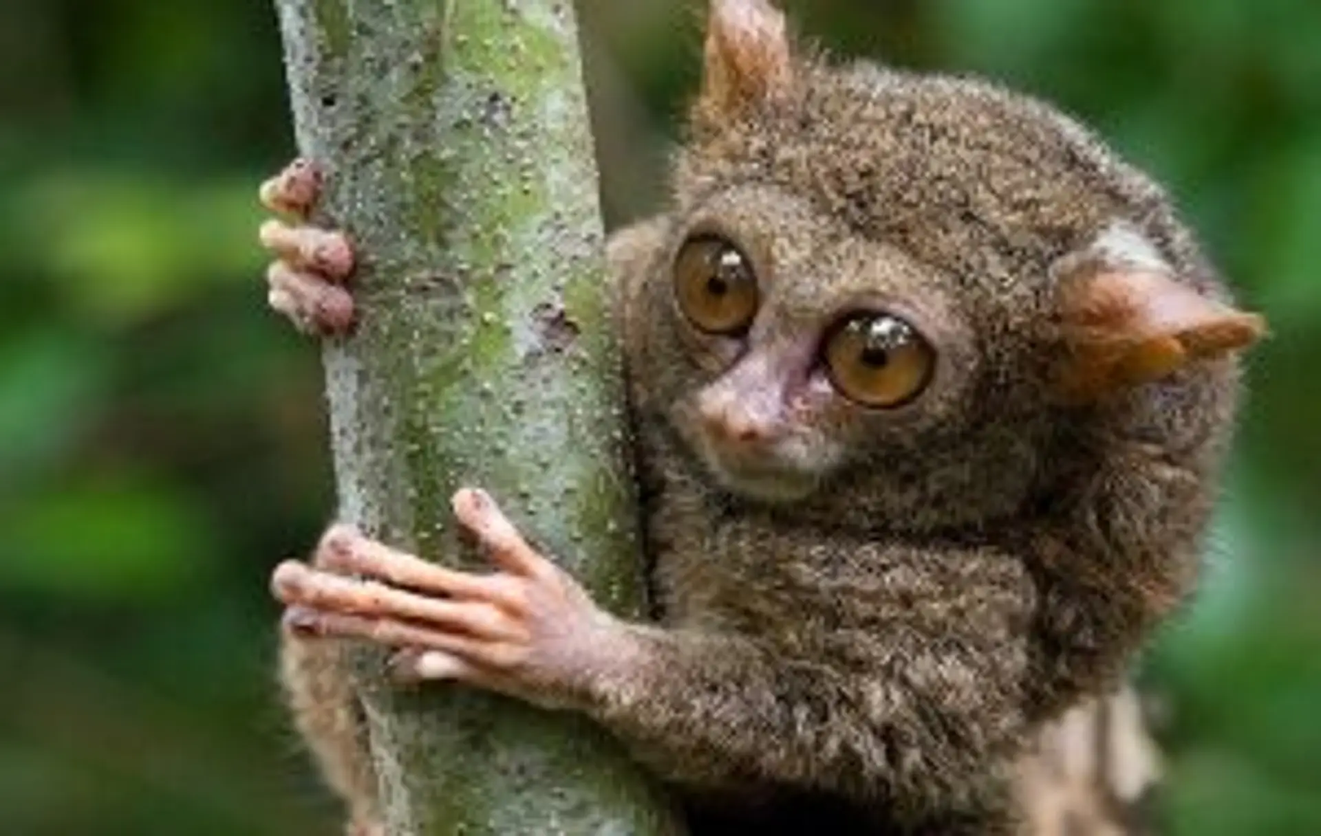 Petit tarsier de Sulawesi aux grands yeux agrippé à un tronc d'arbre dans la jungle de Tangkoko en Indonésie.