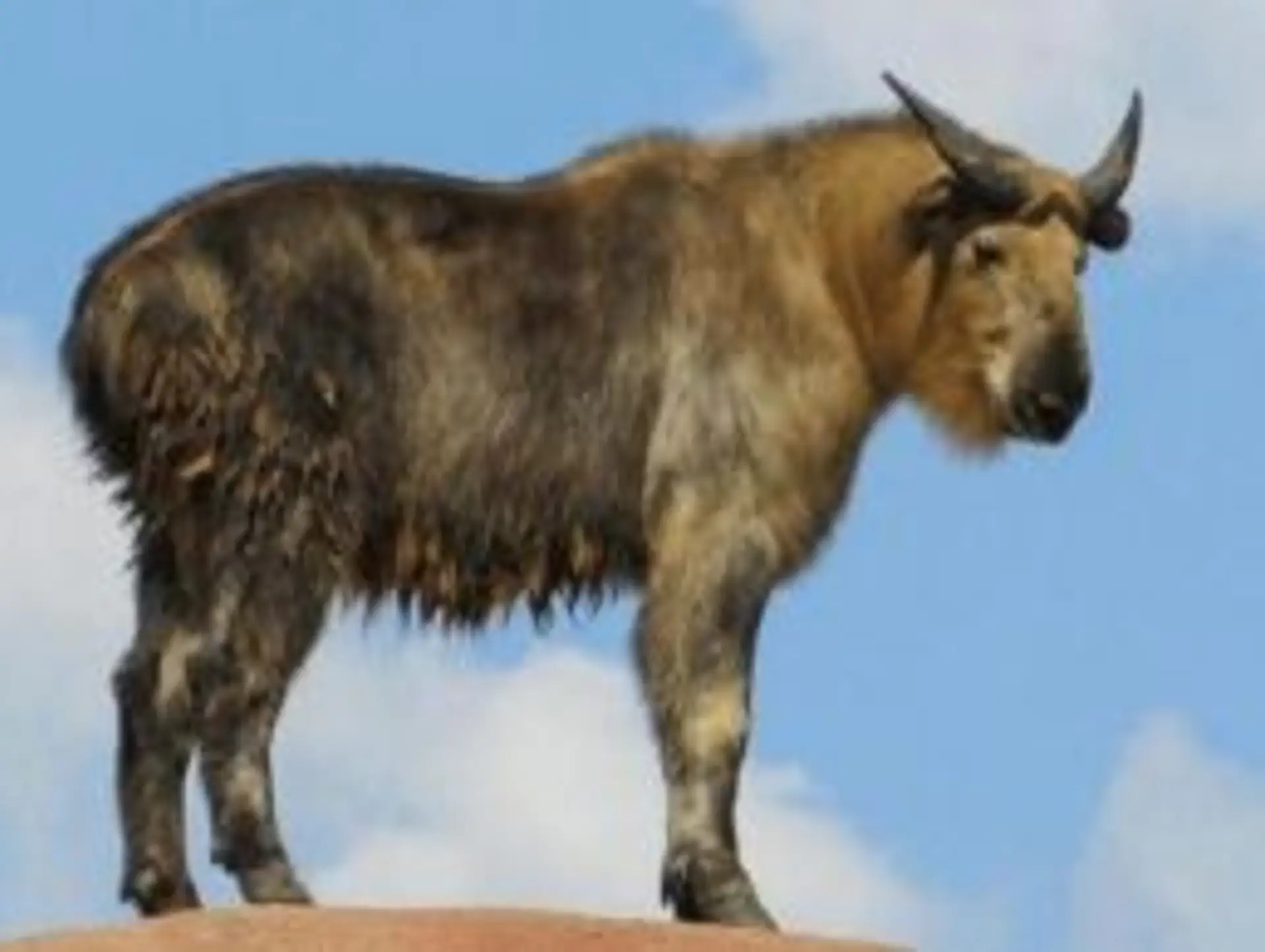  Faune sauvage et espèces emblématiques du Bhoutan