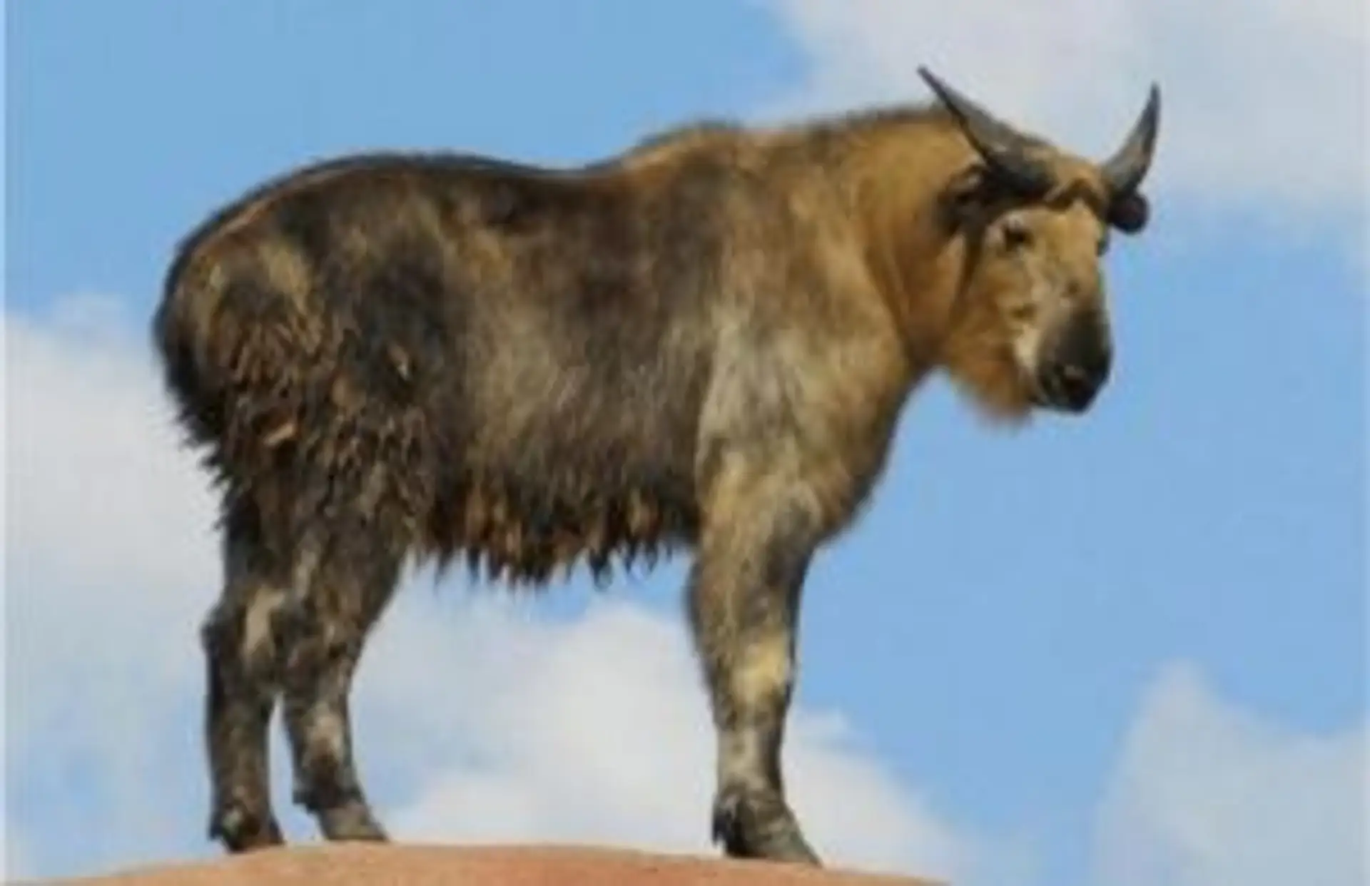 Voyage au Bhoutan — Le Takin, animal national emblématique aux allures de chèvre et de bovidé, dans son habitat naturel.
