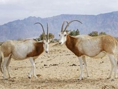 Faune sauvage et espèces emblématiques de la Jordanie