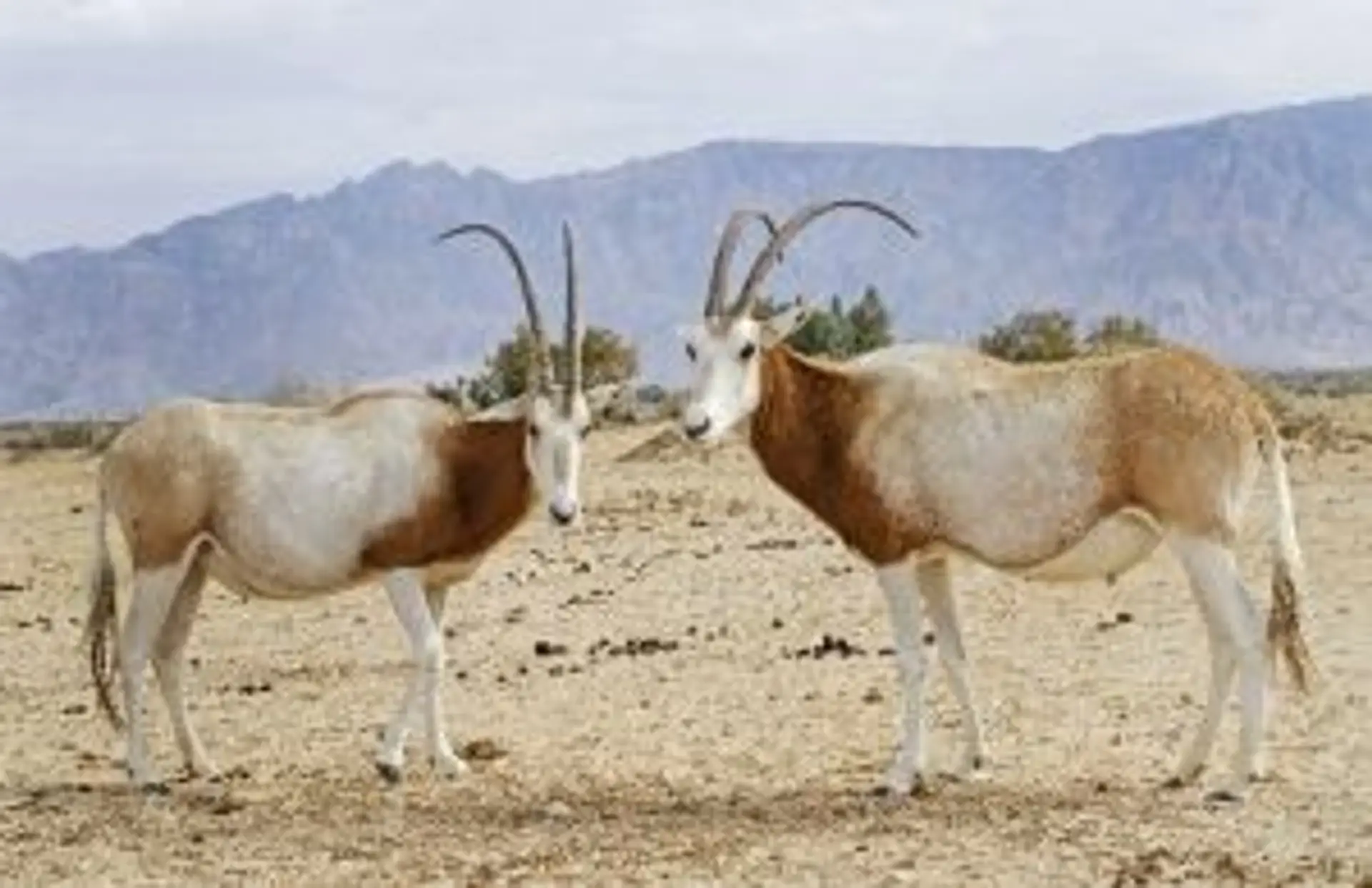 Voyage en Jordanie — Deux oryx blancs dans leur habitat naturel, espèce emblématique protégée dans les réserves du pays.