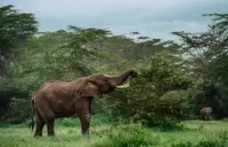 Découvrez les animaux de Thaïlande, de l’éléphant emblématique aux espèces sauvages protégées, et apprenez à observer la faune locale de manière responsable lors de votre voyage.