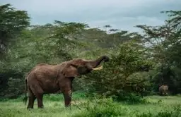 Découvrez les animaux de Thaïlande, de l’éléphant emblématique aux espèces sauvages protégées, et apprenez à observer la faune locale de manière responsable lors de votre voyage.