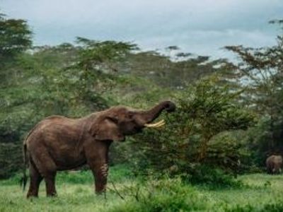 Les animaux en Thaïlande