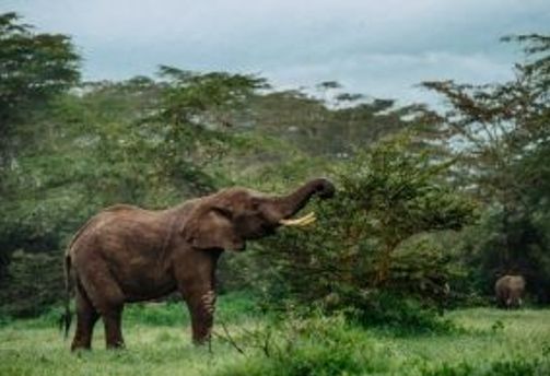 Découvrez les animaux de Thaïlande, de l’éléphant emblématique aux espèces sauvages protégées, et apprenez à observer la faune locale de manière responsable lors de votre voyage.
