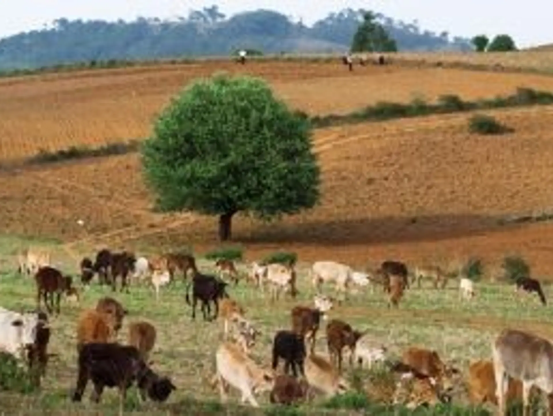Les animaux en Birmanie