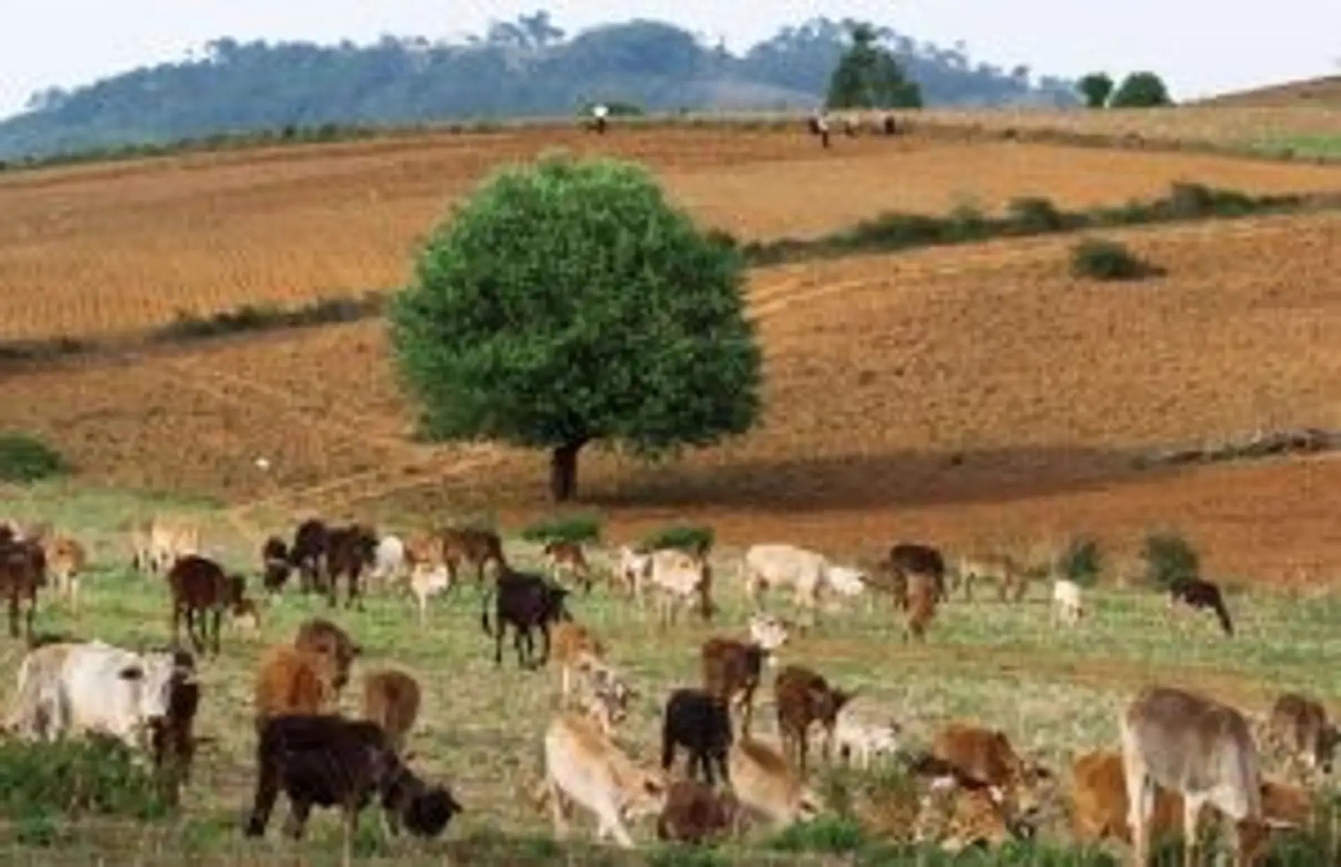 Troupeau de bétail paissant dans un champ vallonné sous un arbre solitaire dans la campagne rurale de Birmanie.