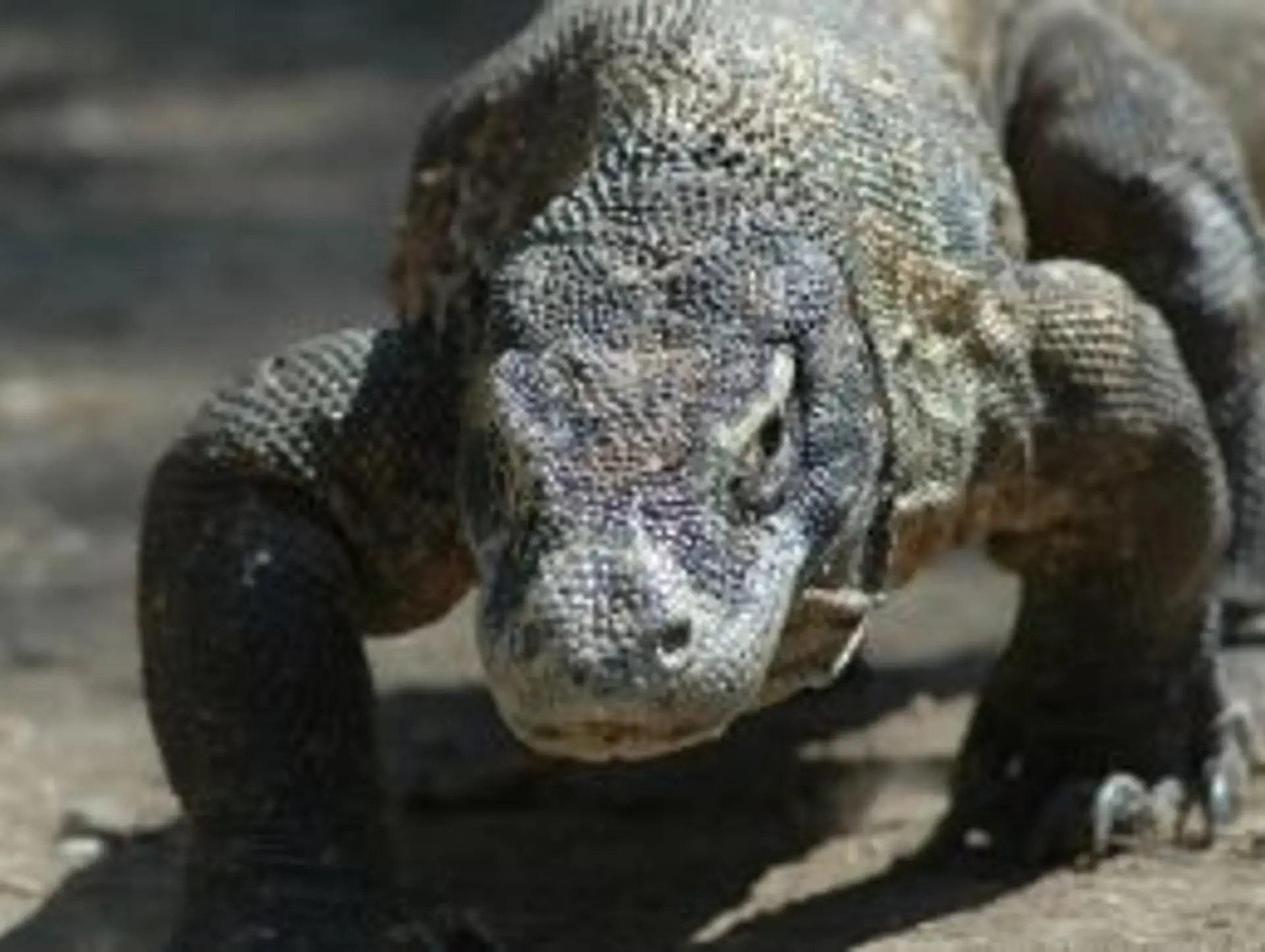 Les animaux en Indonésie