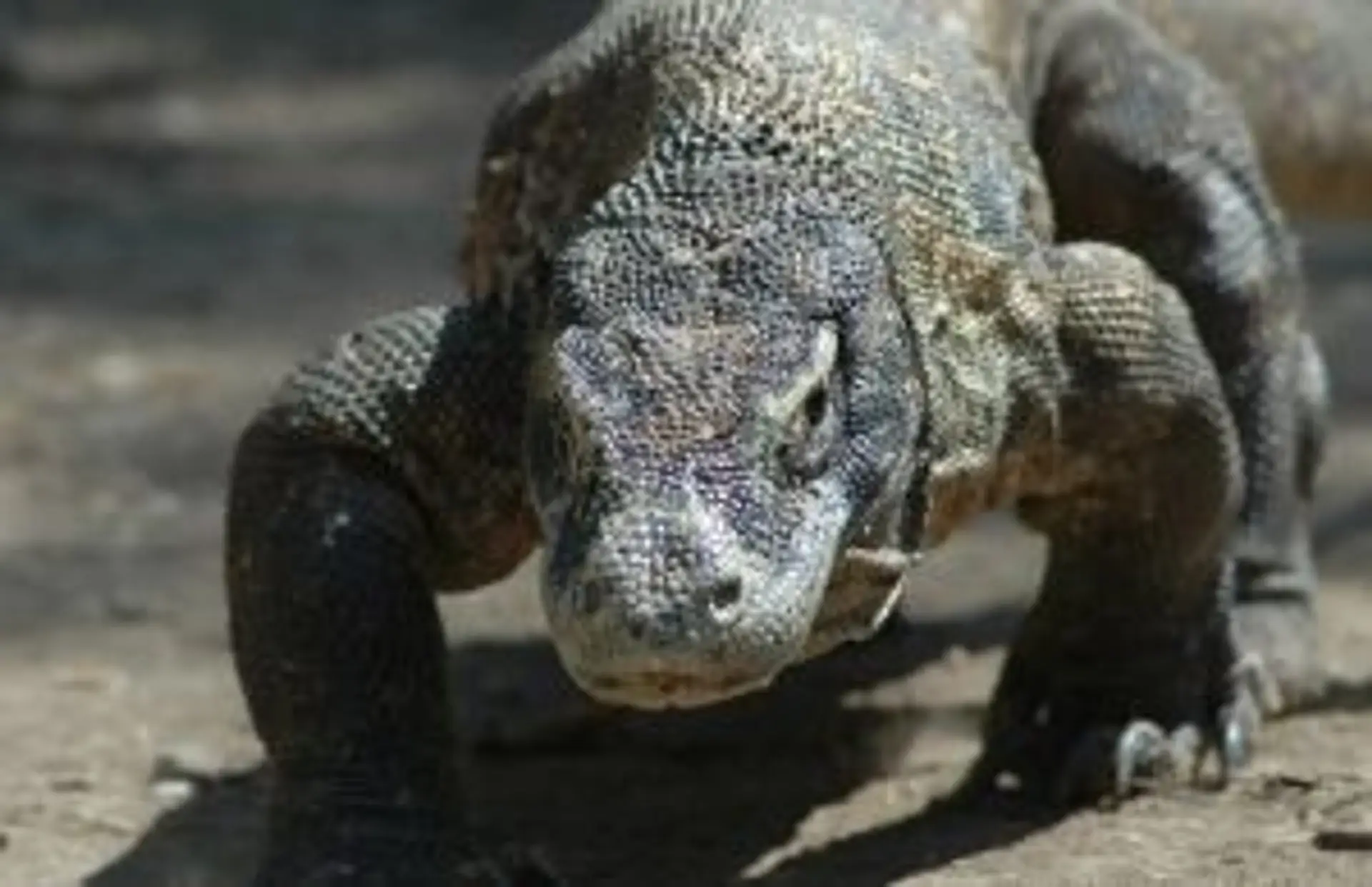 Faune en Indonésie : un orang-outan dans la jungle de Bornéo, symbole de la biodiversité menacée.