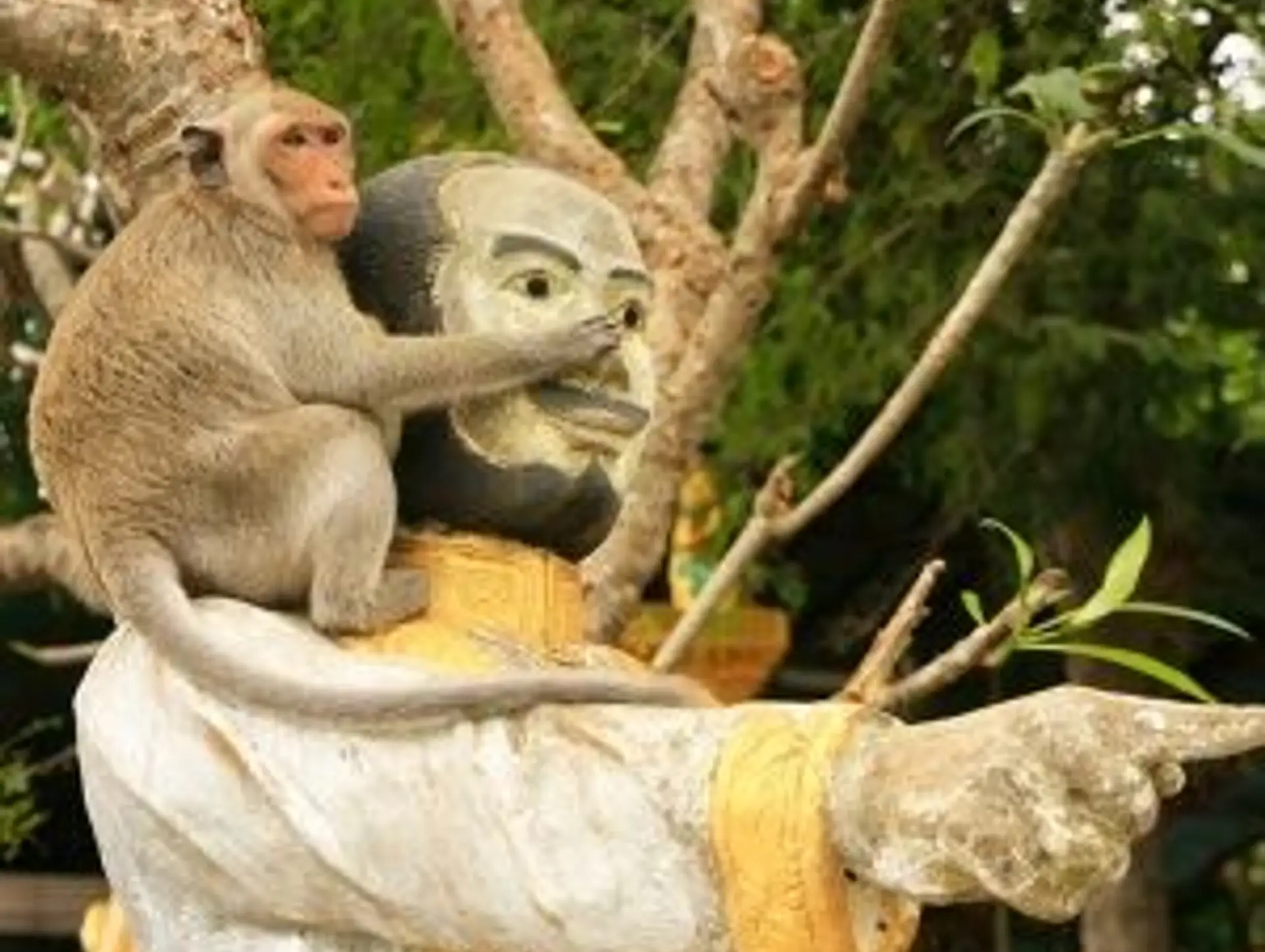  Faune sauvage et espèces emblématiques au Cambodge