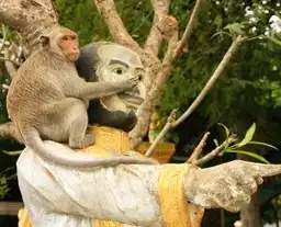 Un singe macaque assis sur l'épaule d'une statue traditionnelle au Cambodge