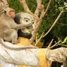 animaux-cambodge