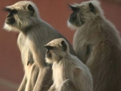 TOP 10 des animaux que vous croiserez en Inde