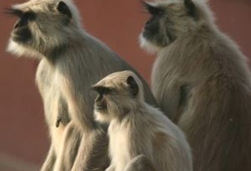 Animaux que vous croiserez en Inde - faune sauvage et nature