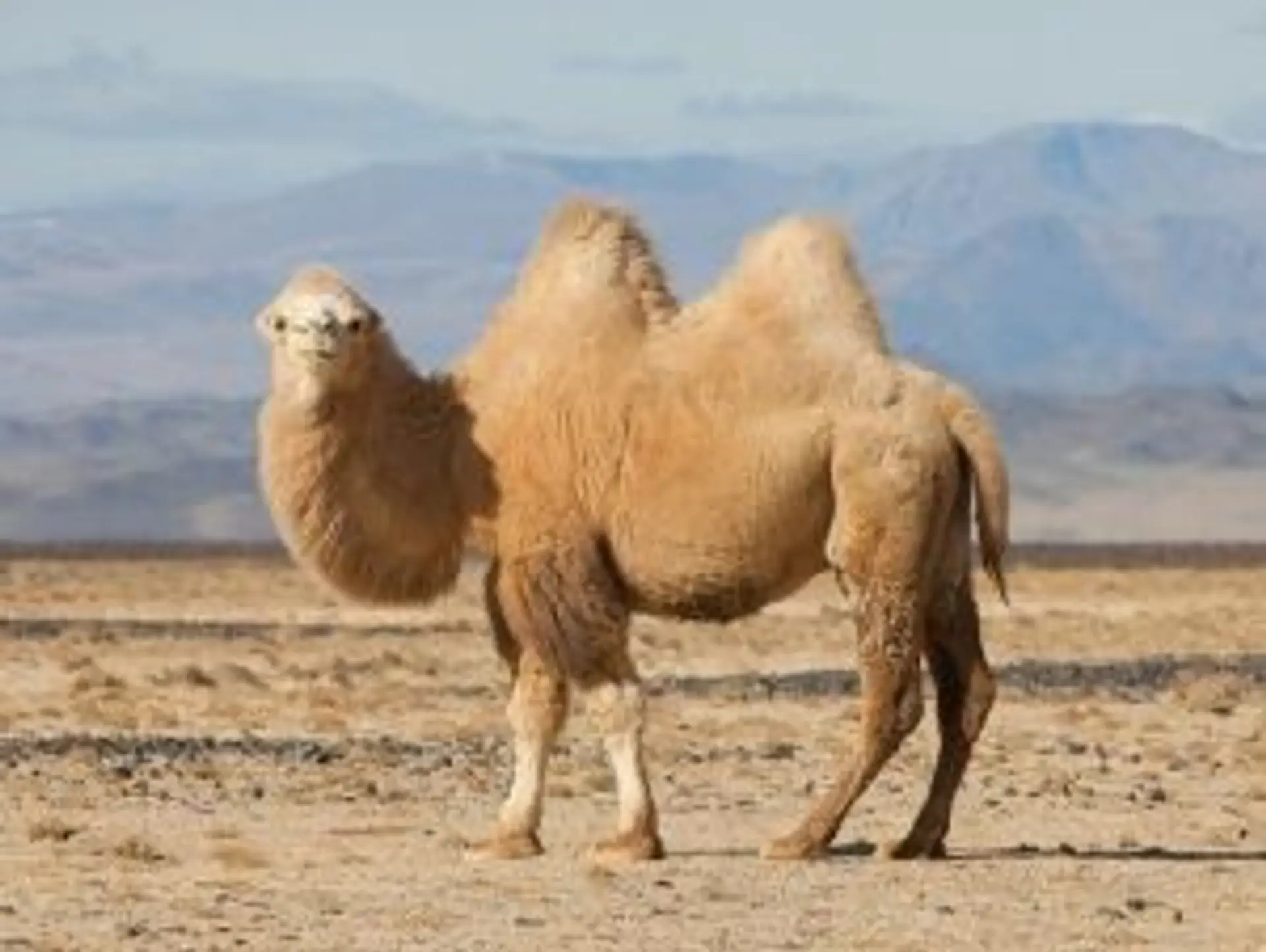 Les animaux que vous croiserez en Mongolie